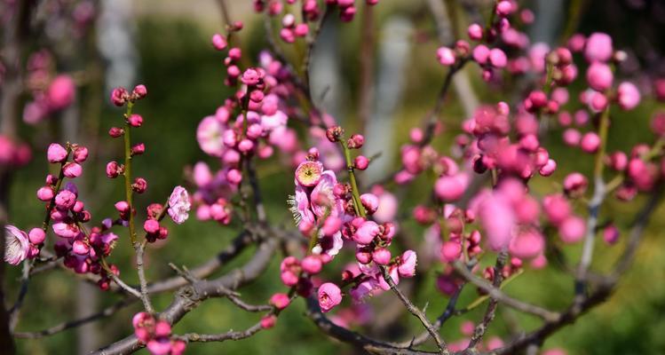 梅花的开花周期（探究梅花一年开几次花的奥秘）