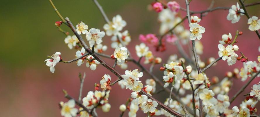 七彩梅花的盛宴（揭秘梅花的多彩色彩世界）