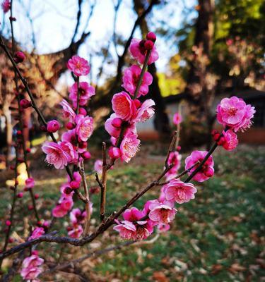 梅花的香味（探究梅花香的味道和特点）