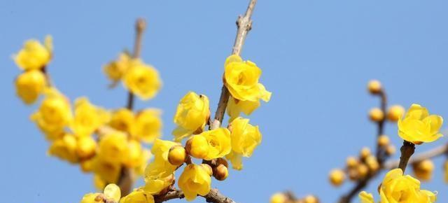 梅花的香味（探究梅花香的味道和特点）