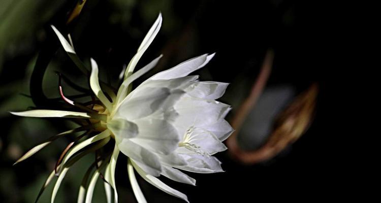 昙花花语的象征与寓意（昙花——短暂却美丽的生命之花）