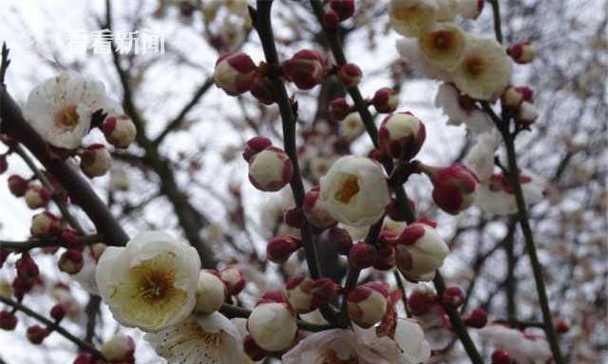 梅花的过冬方法（如何让梅花安然度过寒冬）