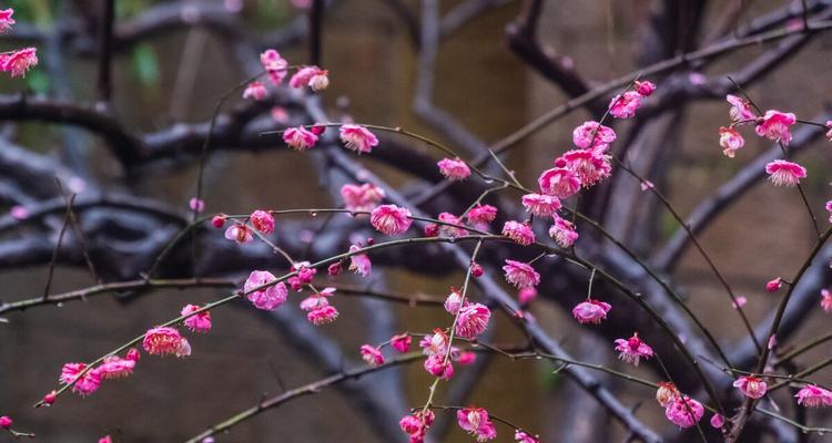 梅花的过冬方法（如何让梅花安然度过寒冬）