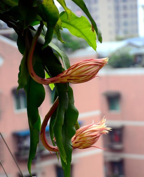 昙花开放的象征意义（探寻昙花的生命之美与象征意义）