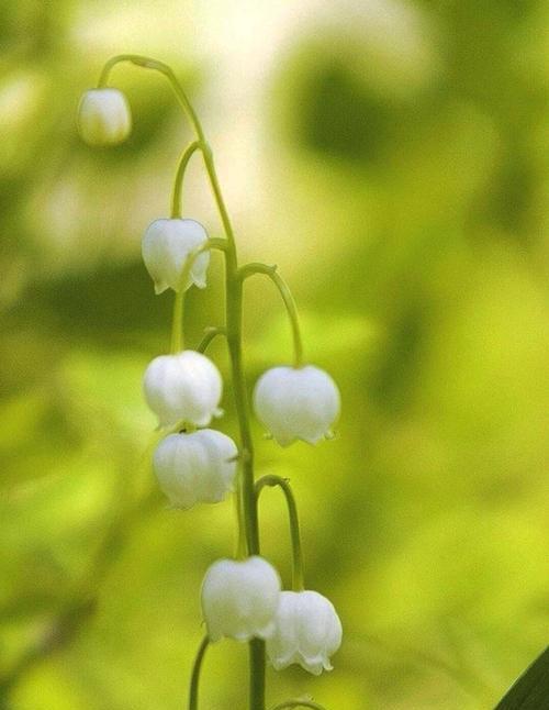 钤兰花的花语（钤兰花）