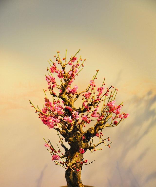 梅花养护指南（让梅花更旺盛的养护技巧）