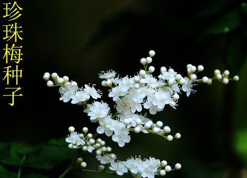 梅花种子的最佳种植时间（从春季到秋季）