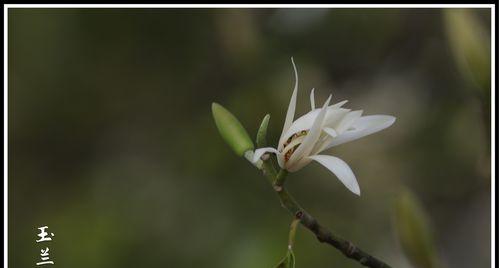 白兰花的花语与美丽（探索白兰花的神秘花语）