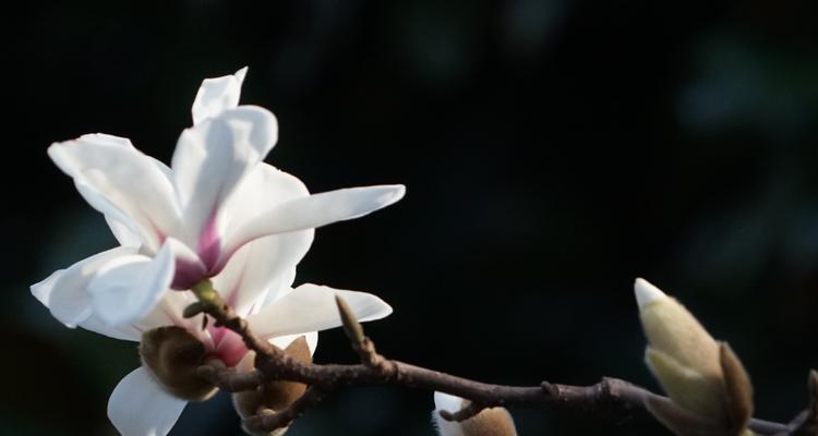 白兰花之美与寓意（揭开白兰花的花语之谜）