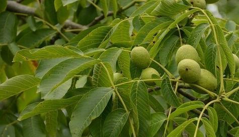 如何选用最佳梅树底肥（肥料种类）