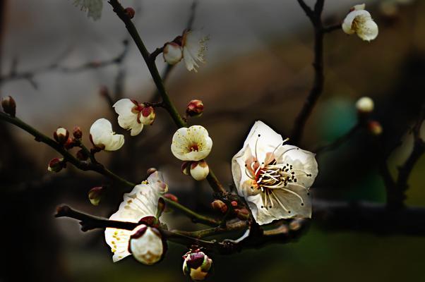 白梅花的花语与寓意（探寻白梅花的深层寓意与象征意义）