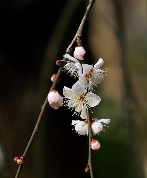 白梅花的花语与寓意（探寻白梅花的深层寓意与象征意义）