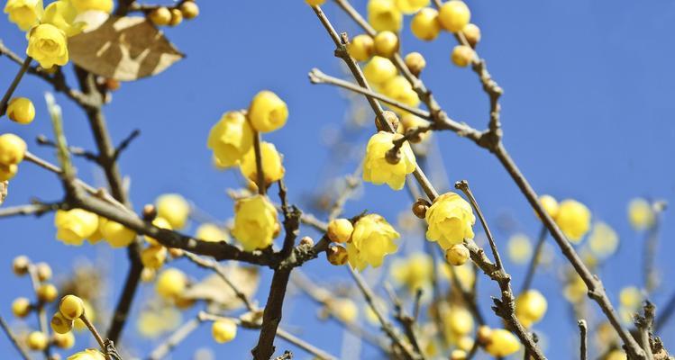 梅州市花梅花的象征寓意：神秘高洁，美丽清雅