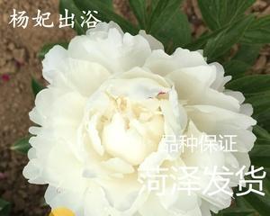 白芍花的花语与传说（探寻白芍花背后的奇妙故事）