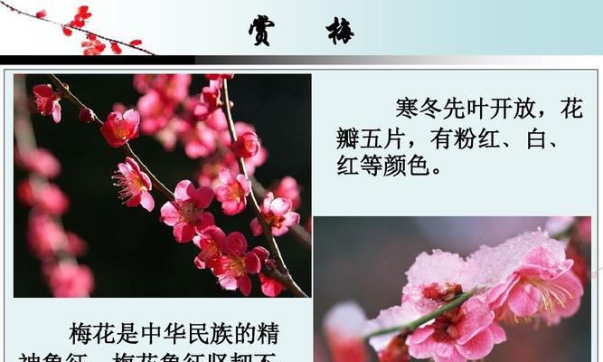 梅子采摘季节与技巧（梅子成熟的季节及采摘技巧）