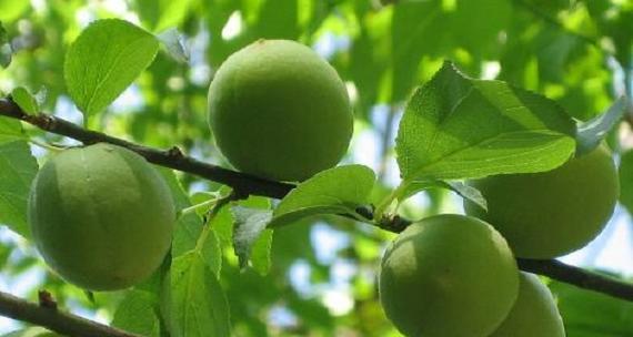 梅子上市时间及成熟季节一览（掌握梅子上市时间）