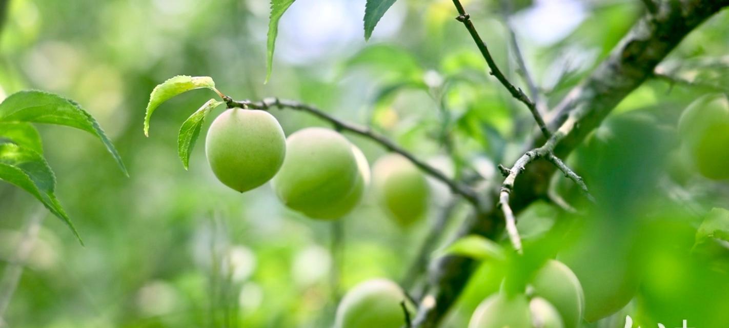 梅子丰收季节的到来（探究梅子上市成熟季节及果实品质特点）