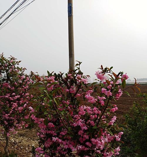 垂丝海棠（花开花谢）