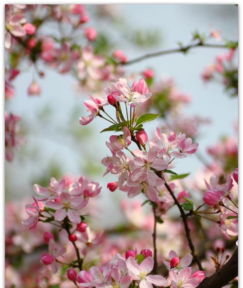 垂丝海棠（花开花谢）