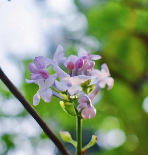 丁香（赏析丁香花的魅力与意义）