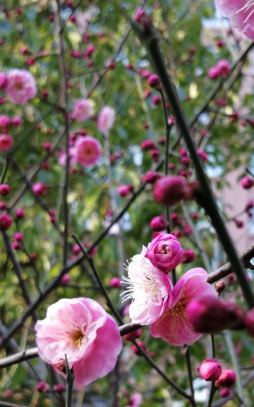 冬日梅花之美（梅花在冬天中的象征意义及美丽表现）