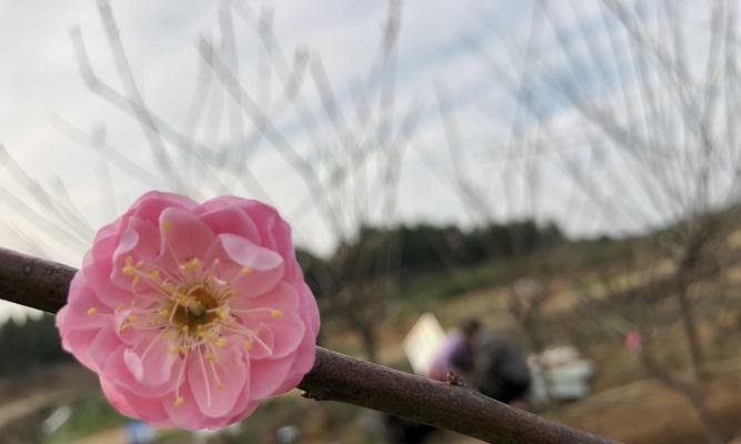 冬日梅花之美（梅花在冬天中的象征意义及美丽表现）