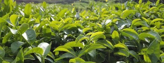 探寻寿眉茶的茶道文化（传承千年的传统名茶）