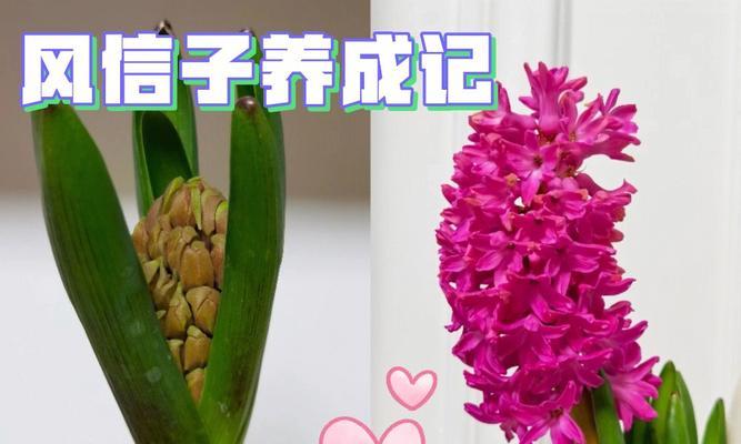 风信子夹箭的含义及象征意义（探索古代神话中的奥秘和文化内涵）