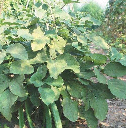 如何选择最佳种植时间与方法——关于眉豆的种植指南（学会如何在最佳时期和方法下种植健康的眉豆）