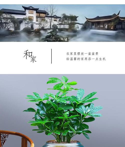 10种能吸二手烟的植物盆栽（让你和家人远离二手烟）