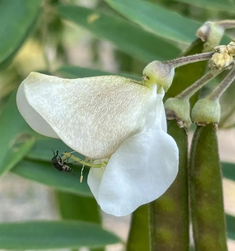 室内清洁神器——吸灰尘植物（打造舒适空气）