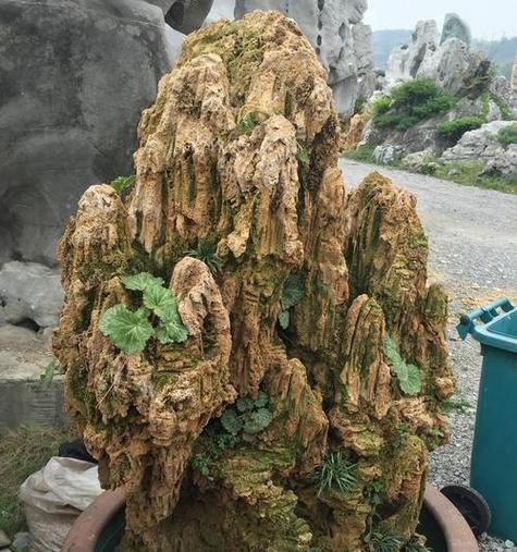 吸水石适合种什么植物（探究吸水石的特性以及适合种植的植物）