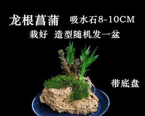 吸水石适合种什么植物（探究吸水石的特性以及适合种植的植物）