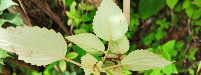 溪黄草的功效与应用（探究溪黄草的医疗价值及工业用途）