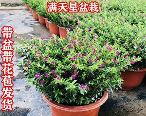 赏喜阳之美——喜阳花卉大观（探究喜阳花卉的多彩世界）