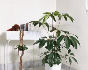 喜阴大型室内植物花卉推荐（打造舒适室内绿色环境）