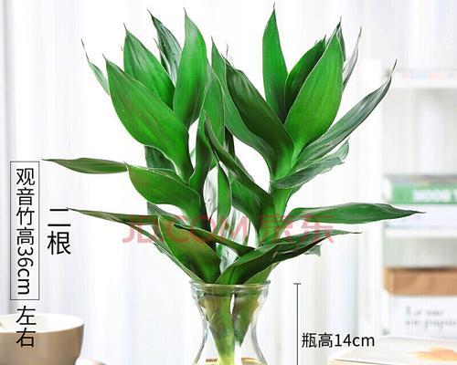 探秘喜阴植物的养护之道（了解喜阴植物的特点与养护技巧）