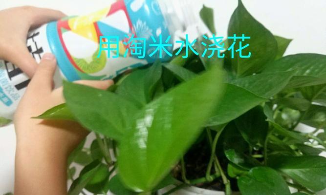 洗菜水能否浇花（揭秘洗菜水的真相）