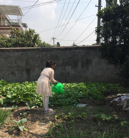 洗衣水能否浇菜？——关于洗衣水的利弊分析