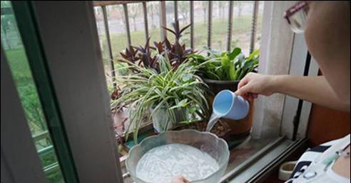 洗鱼的水能直接浇花吗（探讨洗鱼水的利用价值——发酵浇花）