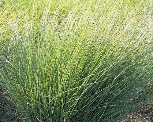 细叶芒属于草本植物类型的分析（特点）