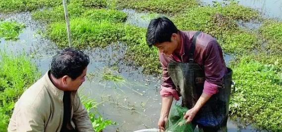 虾壳肥料制作及应用研究