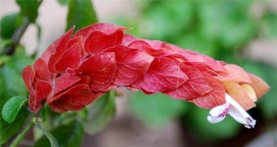 虾衣花养殖的方法和注意事项（打造高效稳定的虾衣花养殖模式）