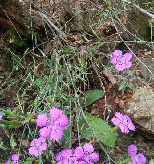 欣赏下垂花卉之美（花坛中的优雅韵味）