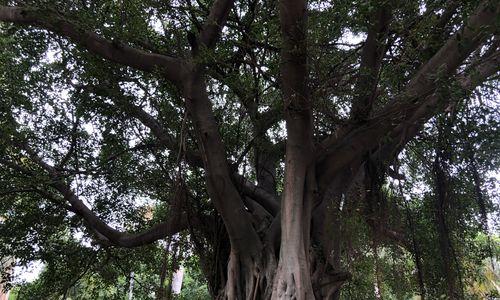 厦门市树——杜鹃花（探寻厦门市树的历史和文化背景）