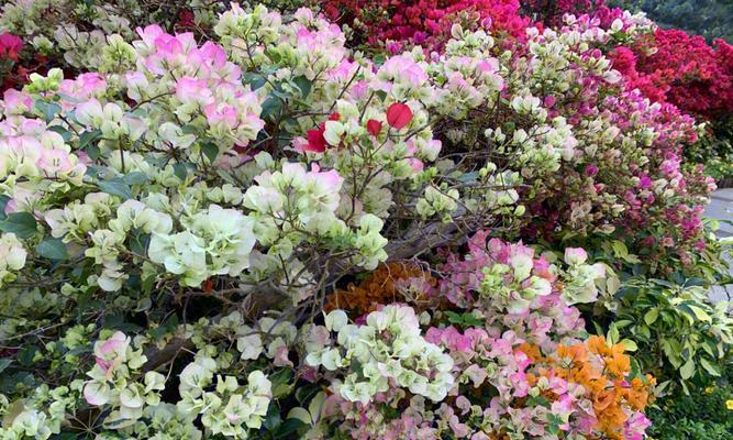 厦门适宜种植的花卉种类详解（打造亚热带美丽城市）