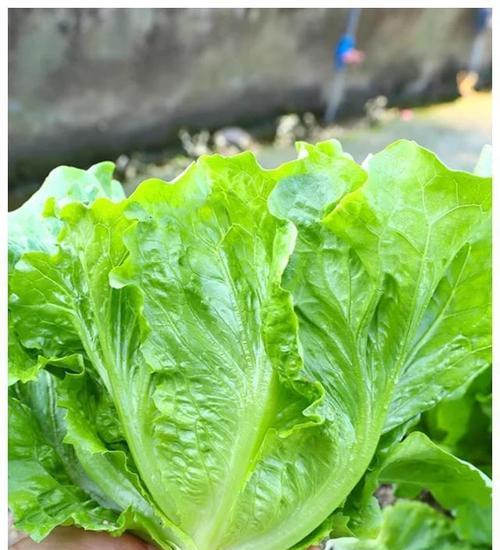 夏季适合种植哪些蔬菜（轻松种植）