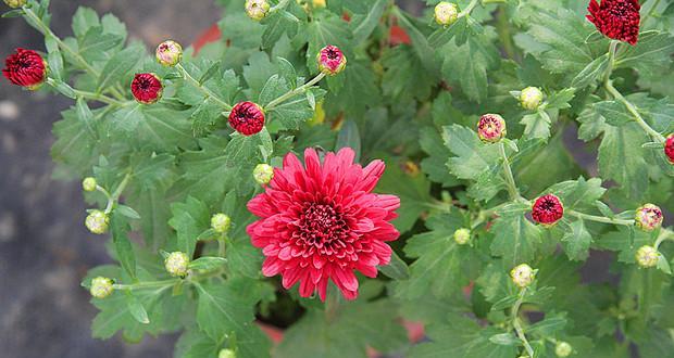 夏菊开花的时间和特点（解析夏菊花期及其生长特征）