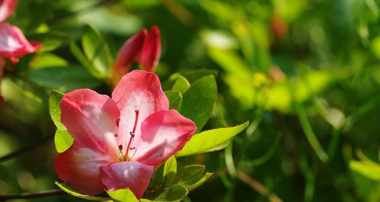 夏鹃花期解析（探究夏鹃花开放时间及相关知识）