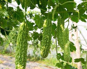 夏天大棚适合种什么蔬菜（探究夏季大棚蔬菜种植的最佳选择及技巧）